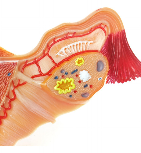Modelo Anatomico De Utero Y Ovario Humano Para Educacion