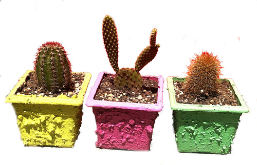 Pack Mini Macetas Cactus