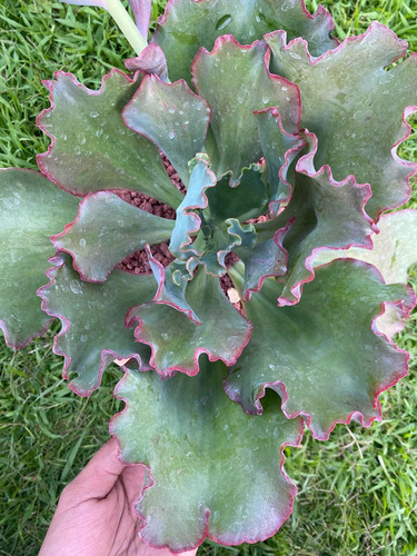 Imagen 3 de 4 de Echeveria Rulosa Exótica - Planta Suculenta Grande