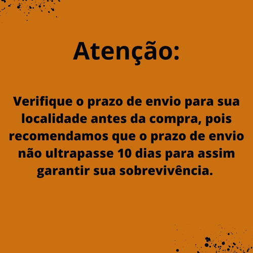 Muda De Cana De Macaco Cana Do Brejo 1 Unidade.
