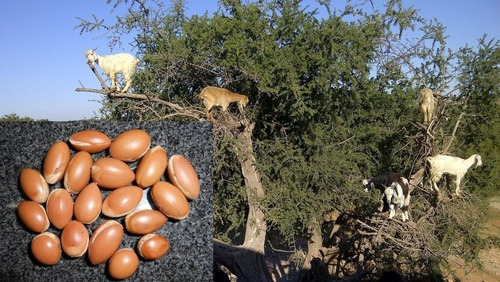 Imagem 5 de 10 de 10 Sementes Argan Ouro Marroquino Argania Spinosa P/ Mudas