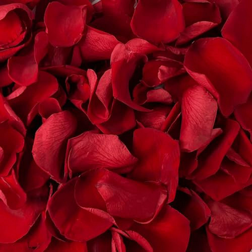 Pétalos Rosas Rojas Preservadas Decoración Romántica