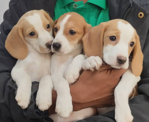 Cachorros Beagle Disponible Hembras Y Machos 