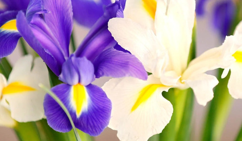 10 Bulbos Flor De Iris Holandica Oferta