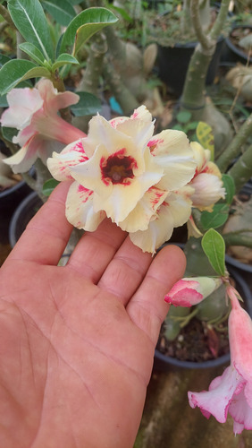 Enxertos De Adeniun (rosa Do Deserto)
