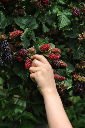 Imagen 8 de 10 de Plantas De Frutos - Arandano , Zarzamora , Grosella