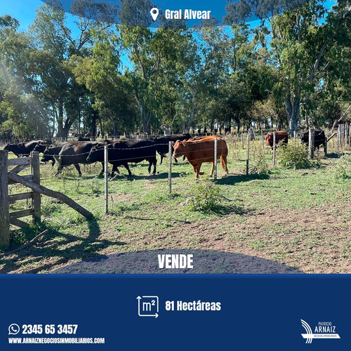 Se Venden 81 Hectáreas De Campo En General Alvear.