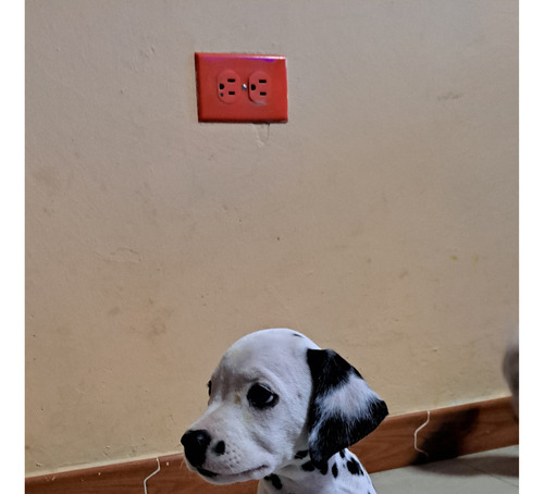 Dalmatas Cachorros