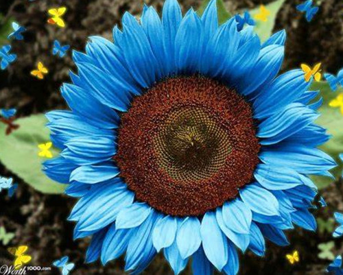 150 Semilla De Girasol Azul