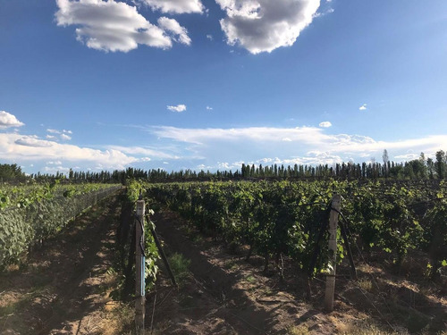 Finca Productiva Colonia Helena San Rafael Mendoza