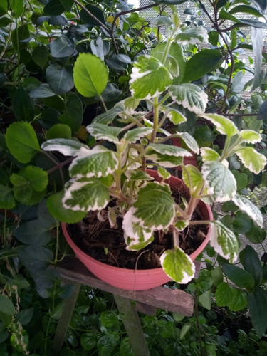 Planta. Colita De Ratón. Con O Sin Maceta De Colgar. Chica