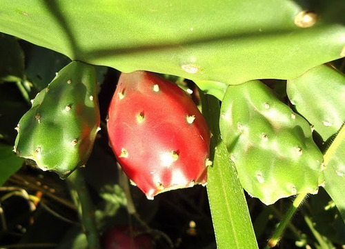 10 Palmas De Cacto Palma Doce - Opuntia Cochenillifera