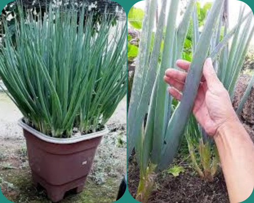 500 Sementes Cebolinha Nebuka Graúda Vasos E Canteiros.