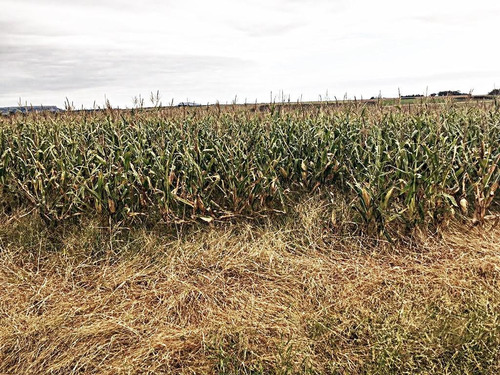 Imagen 5 de 15 de Campo - Balcarce