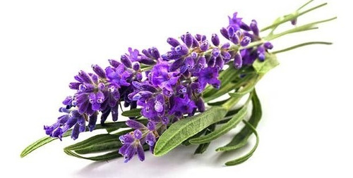 Semilla Lavanda Perfumada - Origen Holanda - As - Aqualive