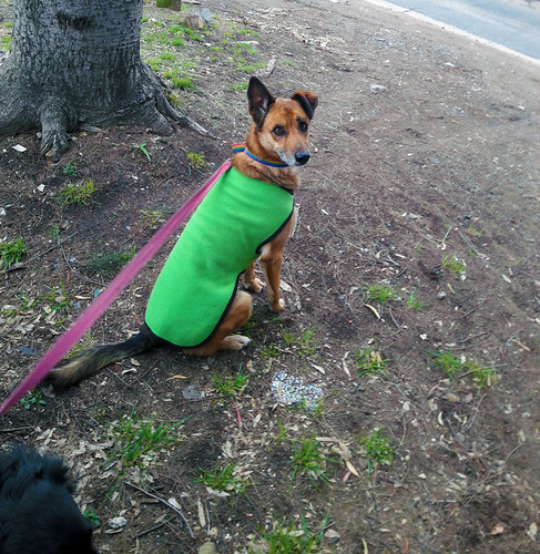 Paseos De Perros Educacion Canina Cuidado A Domicilio Baños