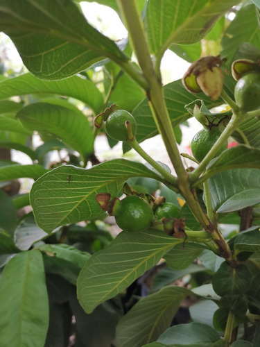 Guayaba Manzana (de Esqueje No De Semillas)