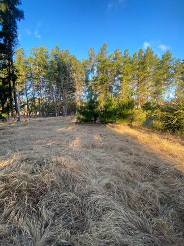 Pinares De Algarrobo / Rol Propio