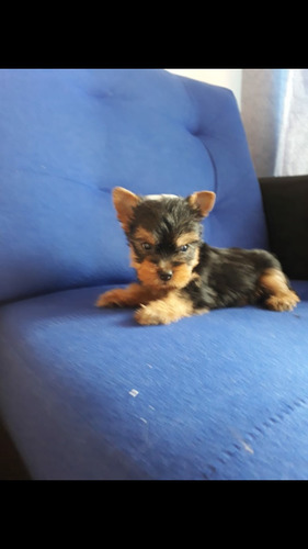 Cachorro Yorkshire Terrier