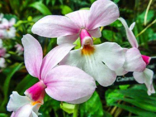300 Semillas De Orquidea Calanthe + Instructivo