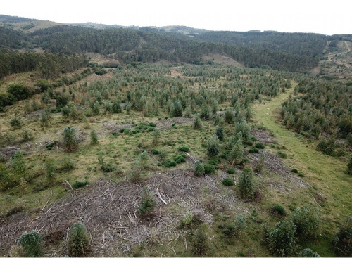 Punto Río | 83 Hectáreas Forestadas