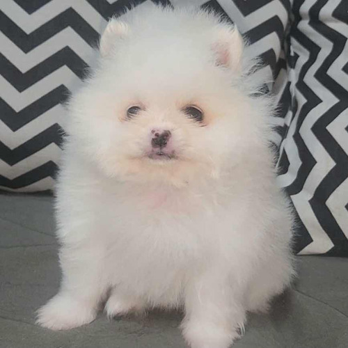 Pomerania Blanco