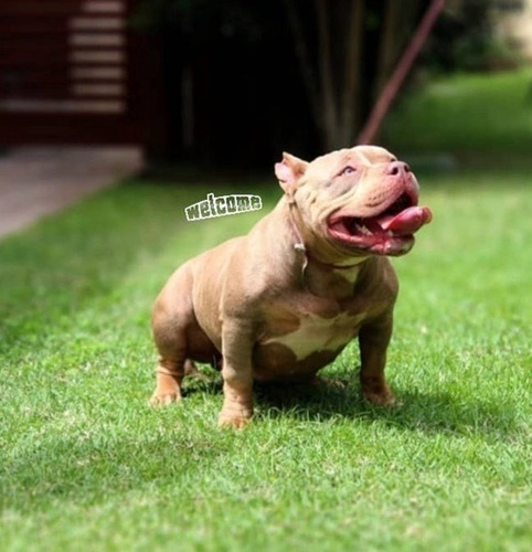 American Bully Matriz