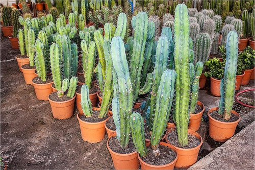 Myrtillocactus Geometrizans 250 Semillas Garambullo + Regalo