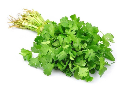 Semilla Seleccionada De Cilantro Común Y A