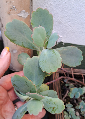 Kalanchoe Fedstchenkoi Suculenta