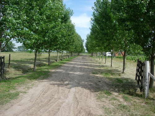 Imagen 5 de 9 de Chacra De 4.6 Has - Ideal Horticultor - Ubicación Estratégica Desde Ruta 6 Y Ruta 215
