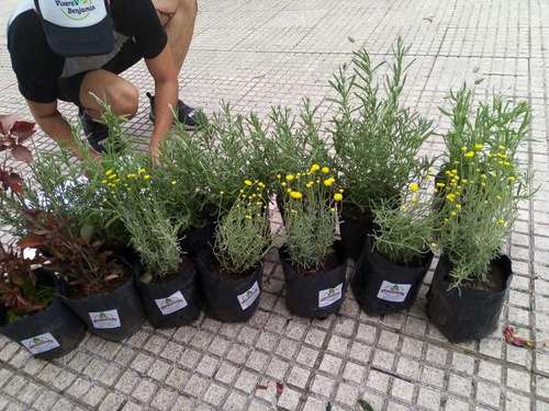 Imagen 5 de 5 de Santolina, Abrótano Hembra, Manzanilla Basta 4lts