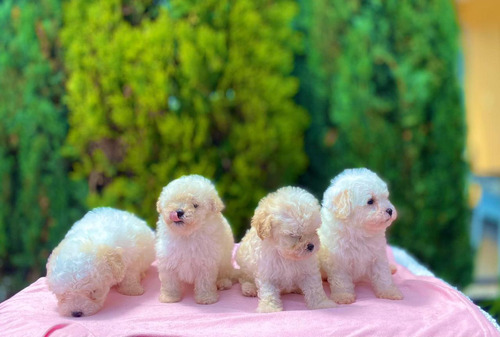 Cachorros French Poodle