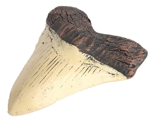 Fóssil De Dente De Tubarão Megalodon, Dente De Tubarão Gigan