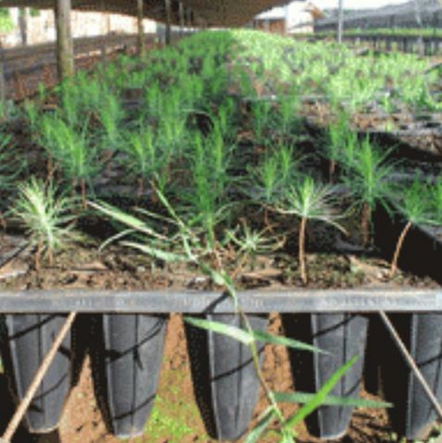 Imagen 5 de 8 de Bandeja Germinacion Carluccio Cultivo Almacigo Huerta X 5uni
