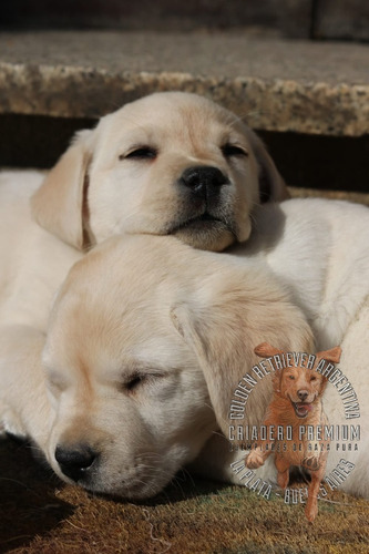 Labrador Con Libreta Sanitaria Al Dia, Garantia