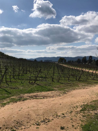 Imagen 3 de 10 de Agrícola En Venta En Pumanque Con Viñedo