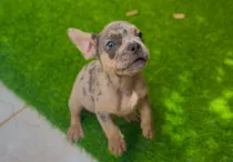 Comprar Bulldog Francés Blue Merle 500