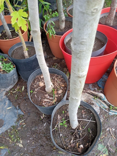 Imagen 5 de 10 de Acer Saccharum - Grande - Hermoso - E/caba Y Gba