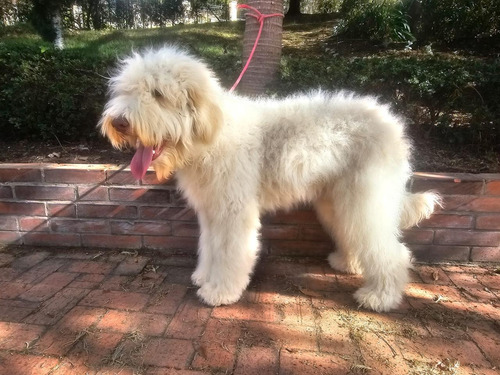 Cachorros Goldendoodle Multigeneracional Perros En Venta