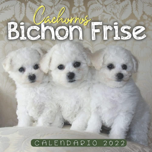 Libro: Cachorros Bichon Frise Calendario 2022: Calendario 12