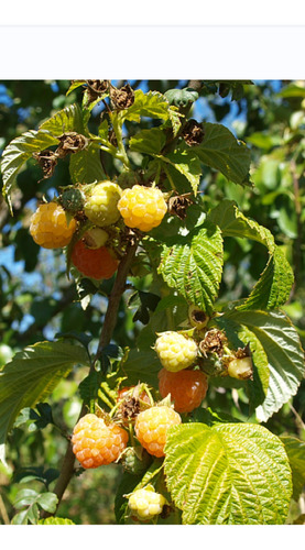 Plantin Frambuesa Amarilla