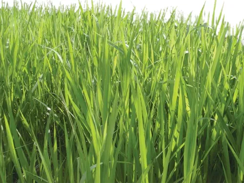 comprar Semilla Forrajes Pastos Brachiaria Toledo Clima Cálido 5 Kg