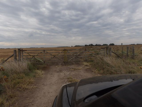 Venta 264 Has Agricolas Campo Balcarce