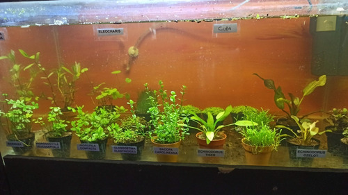 Planta Limnophila Sessiliflora Maceta C/sustrato Plantados