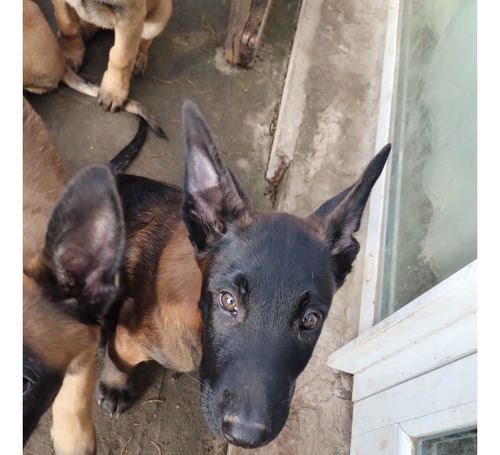 Cachorros Ovejero Belga Malinois