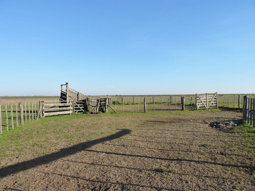Imagen 6 de 14 de 84 Hectareas Campo, Castelli, Buenos Aires