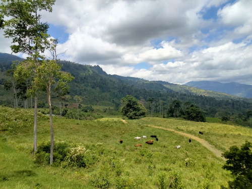 Excelente Finca En Chiguara Mérida