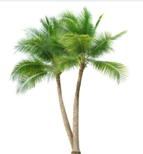 Palmera Real Australiana , Archontophoenix Alexandrae, 50 Cm