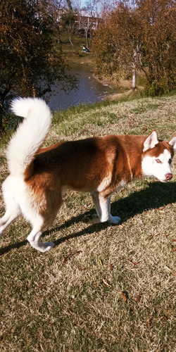 Monta De Husky Siberiano